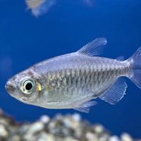 Congo Tetra