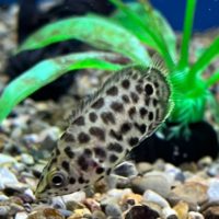 Leopard Ctenopoma