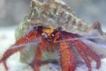 Giant Red Hermit Crab