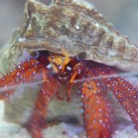 Giant Red Hermit Crab