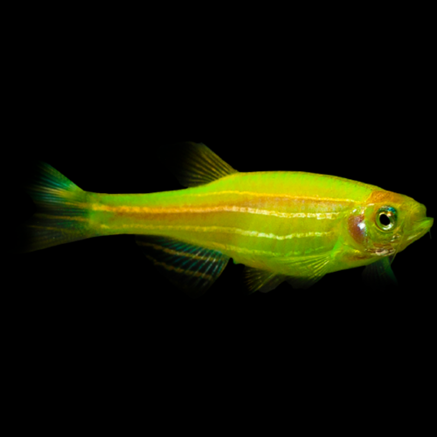 GloFish Danio Assorted Colors – Blue Reef Aquatics Tropical Fish