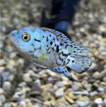 Electric Blue Jack Dempsey