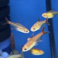 Ember Tetra