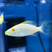 Albino Malawi Eye Biter