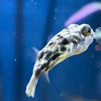 Fahaka Puffer