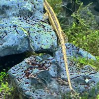 Farlowella Catfish