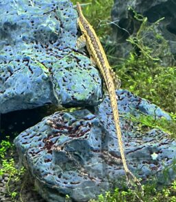 Farlowella Catfish