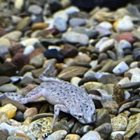 Dwarf African Frog