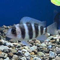 Frontosa