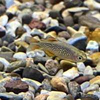 Galaxy Rasbora