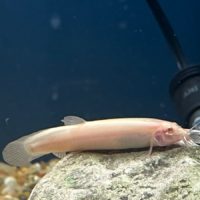 Golden Dojo Loach