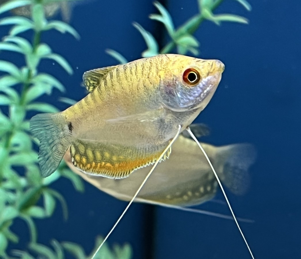 Gold Gourami