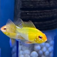 Gold German Ram