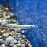 Albino Wrestling Halfbeak