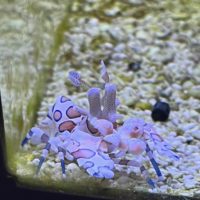 Harlequin Shrimp