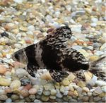 Hi-fin Banded Shark
