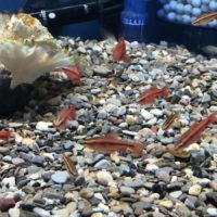 Cherry Barb