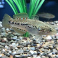 Purple Spot Goby