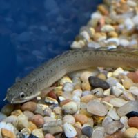 Marbled Bichir