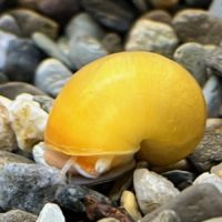 Mystery Snail