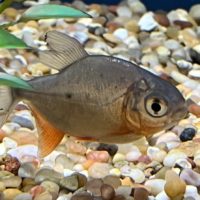 Red Belly Pacu