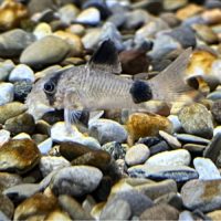 Panda Cory