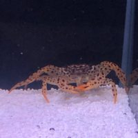 Panther Crab
