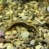 Peacock Spiny Eel