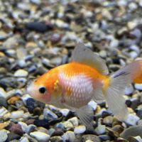 Pearlscale Goldfish