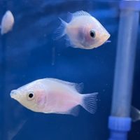 Kissing Gourami