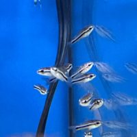 Pygmy Cory