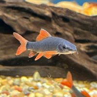 Rainbow Shark