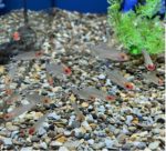 Rummynose Tetra