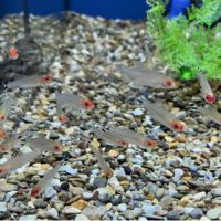 Rummynose Tetra