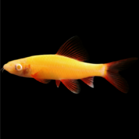 GloFish Shark Assorted Colors