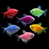 GloFish Tetra Assorted Colors