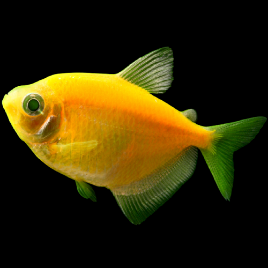 GloFish Tetra Assorted Colors - Image 4