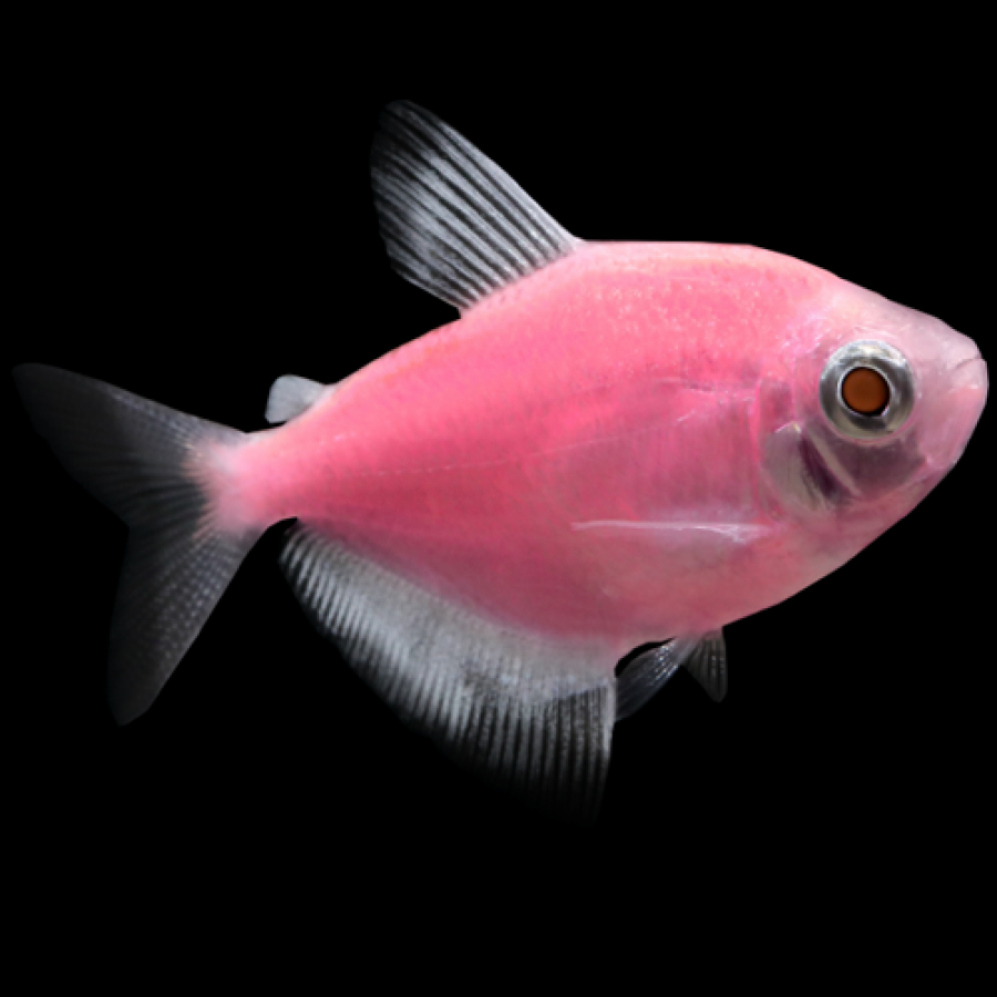 GloFish Tetra Assorted Colors - Image 5