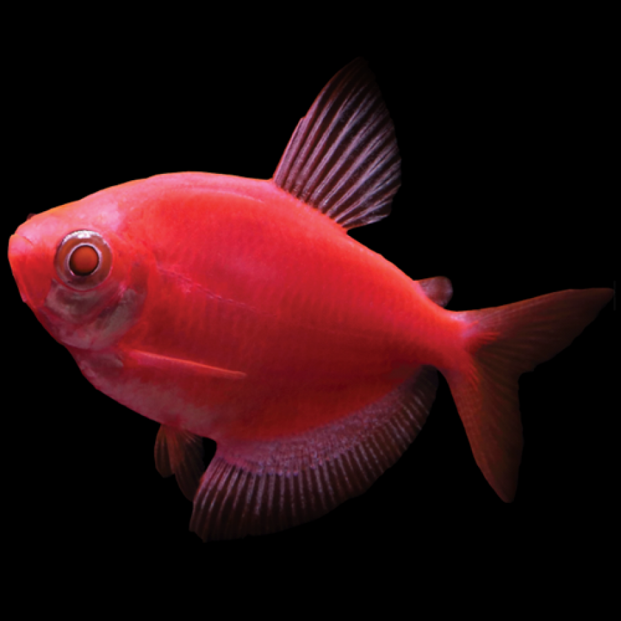 GloFish Tetra Assorted Colors – Blue Reef Aquatics Tropical Fish