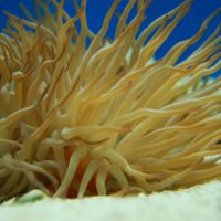 Condylactis Anemone