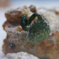 Emerald Crab