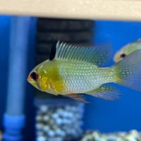 German Blue Ram