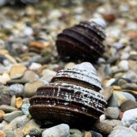 Blue Torbo Snail