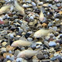Albino Cory