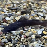 Asian Red Tail Catfish