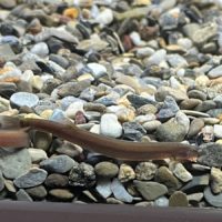 Black Kuhli Loach