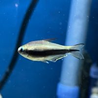 Emperor Tetra