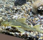 Green Pleco L-200