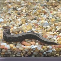 Half Banded Spiny Eel