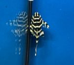 King Tiger Pleco L133